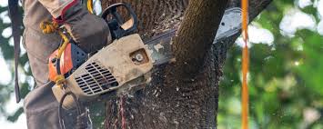 How Our Tree Care Process Works  in  Bolivar Peninsula, TX