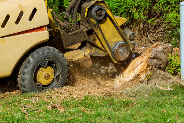 Best Lot and Land Clearing  in Bolivar Peninsula, TX