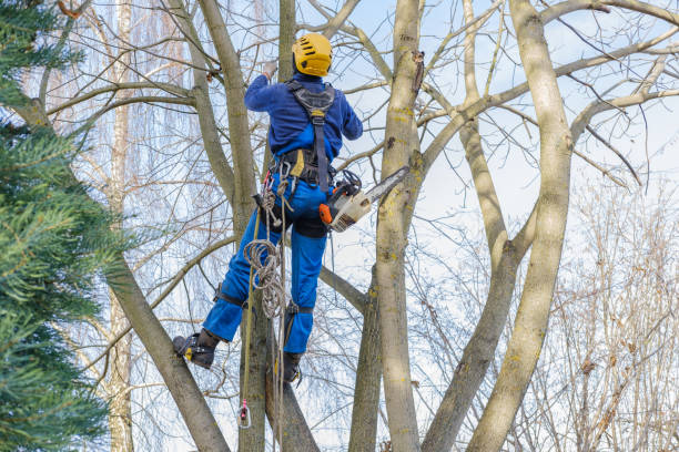 Reliable Bolivar Peninsula, TX Tree Services Solutions