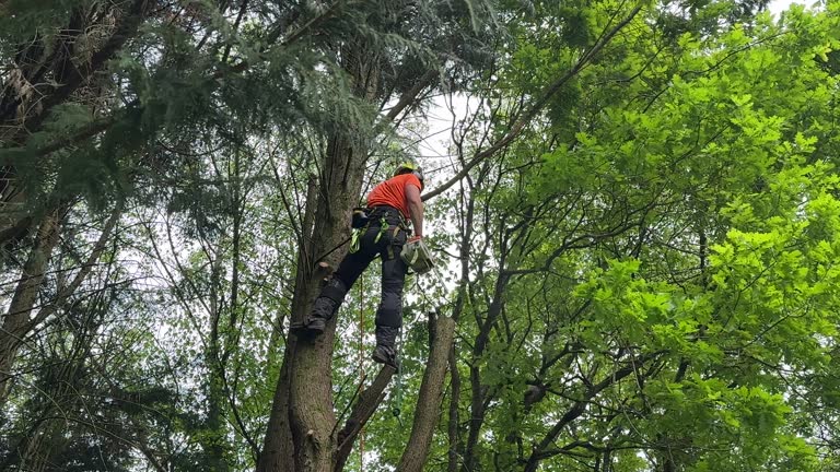 Best Leaf Removal  in Bolivar Peninsula, TX