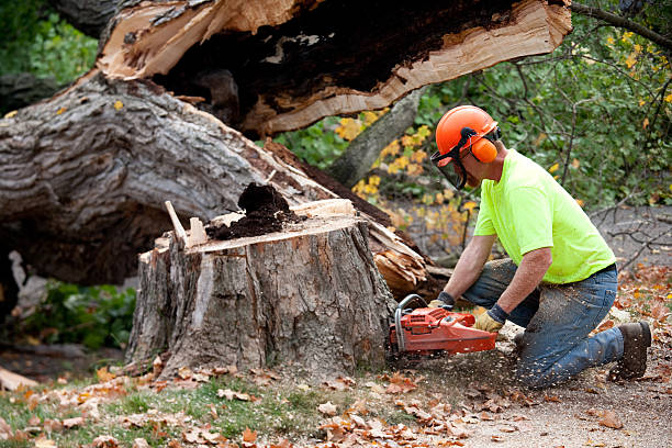 Best Tree Cabling and Bracing  in Bolivar Peninsula, TX