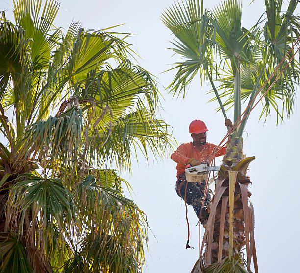  Bolivar Peninsula, TX Tree Services Pros